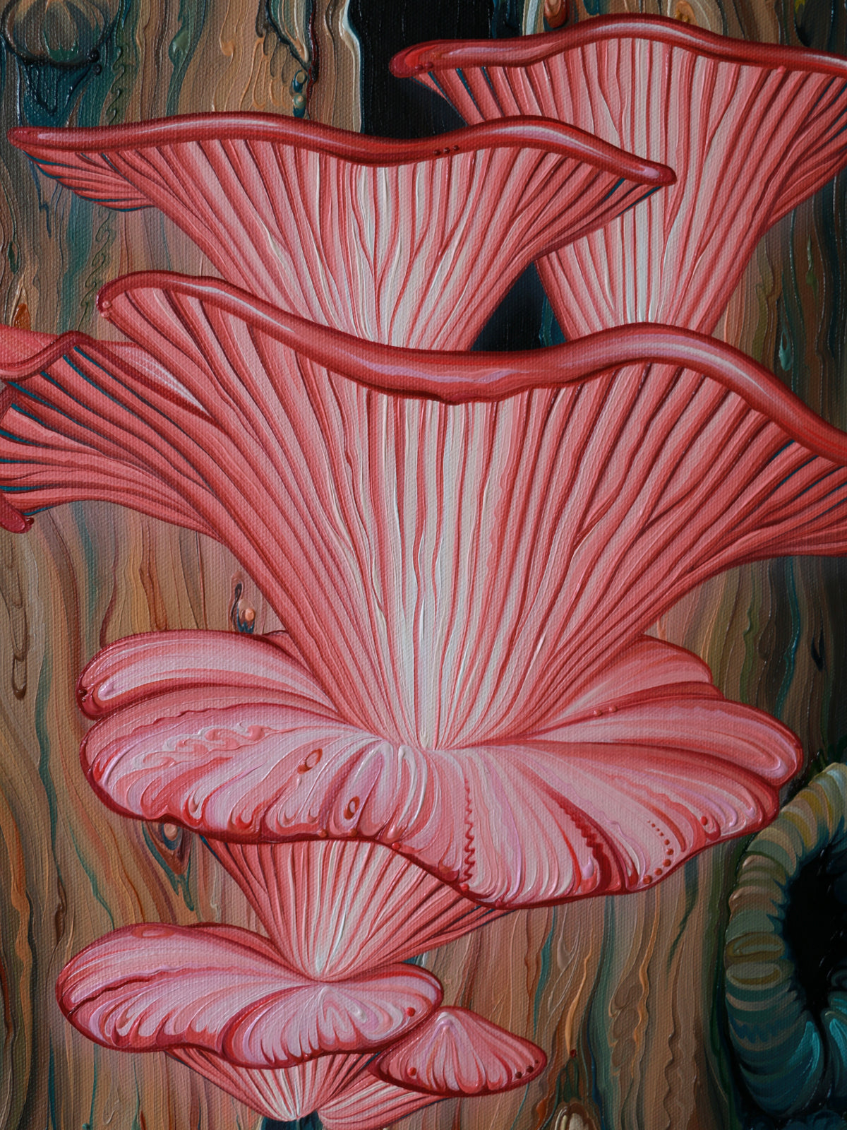 Rosy Oyster